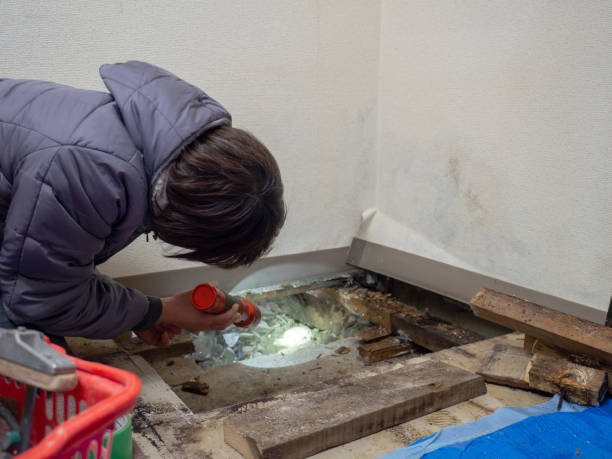 Best Emergency Mold Remediation  in Mcleansboro, IL